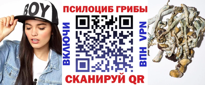 Галлюциногенные грибы Psilocybe  закладка  shop какой сайт  Курган 